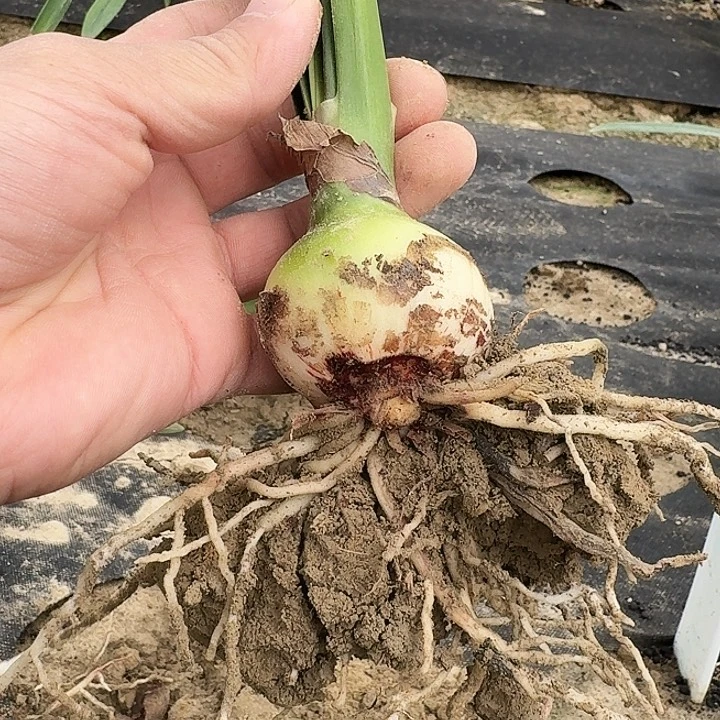 蝶***奕斯嘉丽铃声朱顶红一棵  残次不包售后  包对版