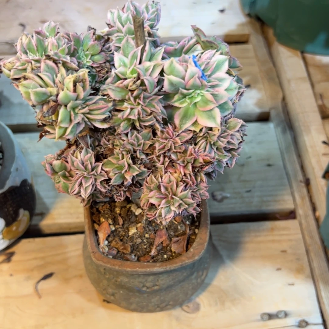 灿烂朵朵缀化老桩