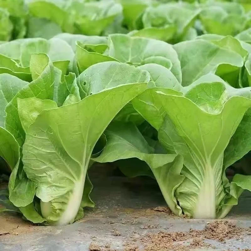 【全店满8包包邮】四季奶油小白菜种子