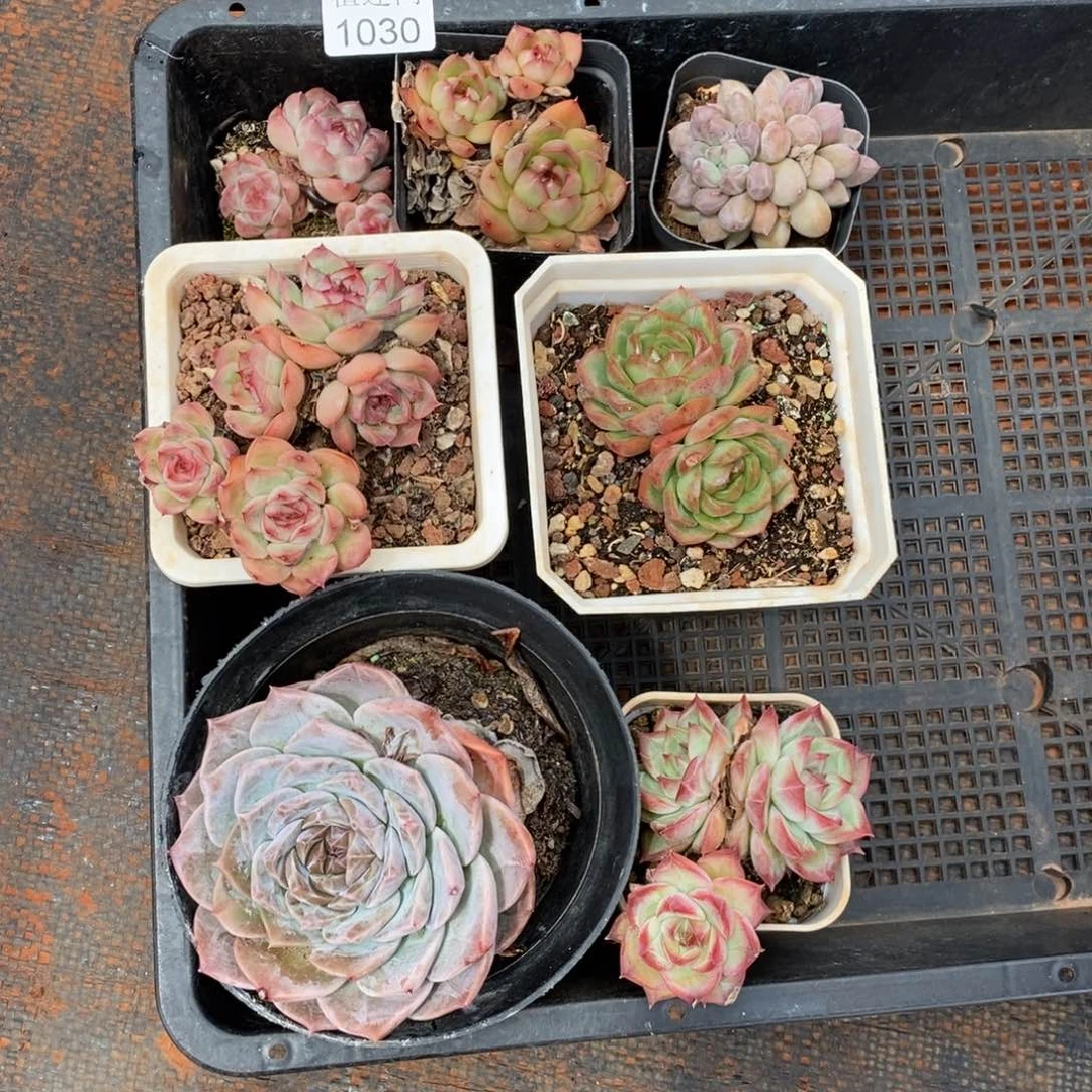 闻****杂交精品多肉1030~7盆