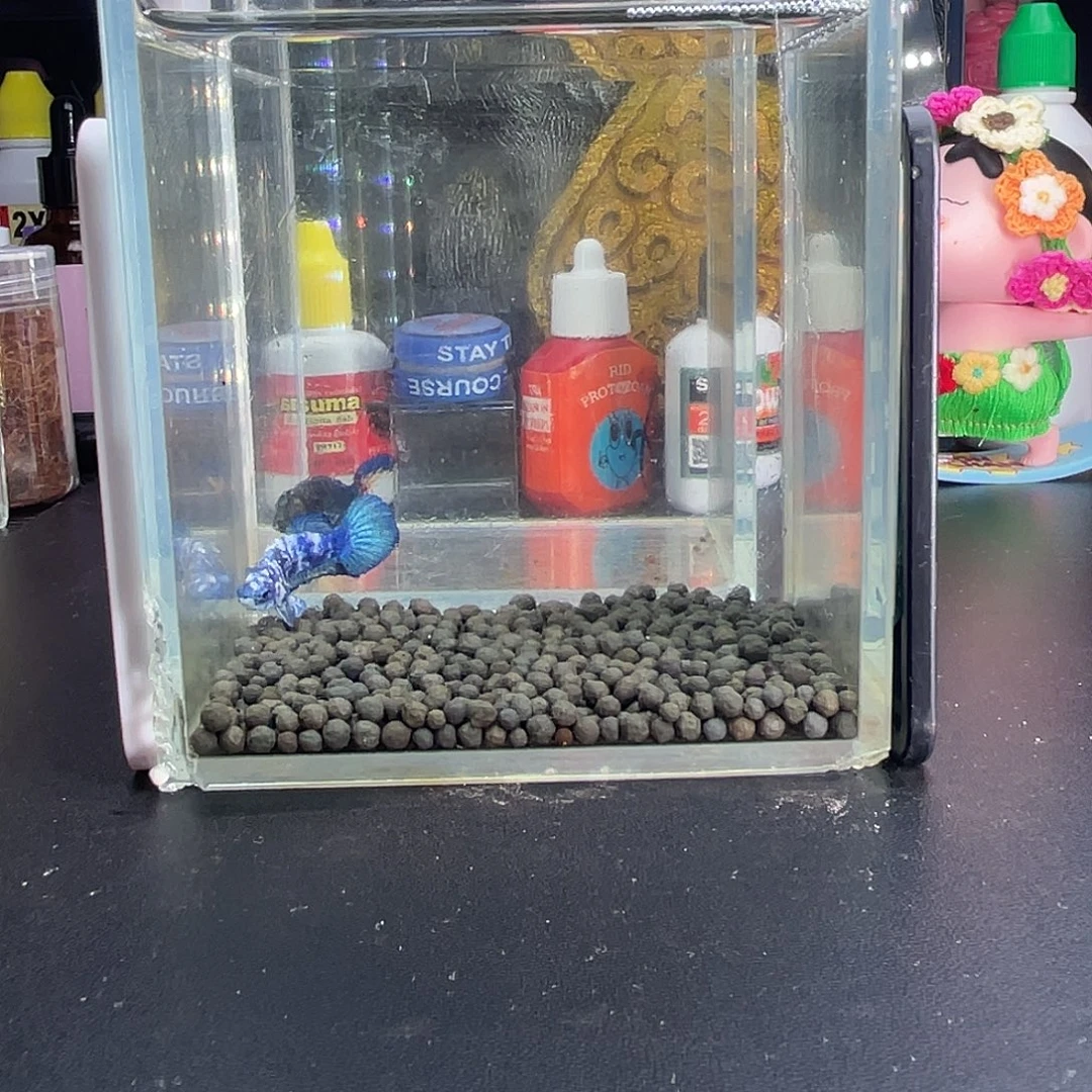 斗鱼12号1030早青花