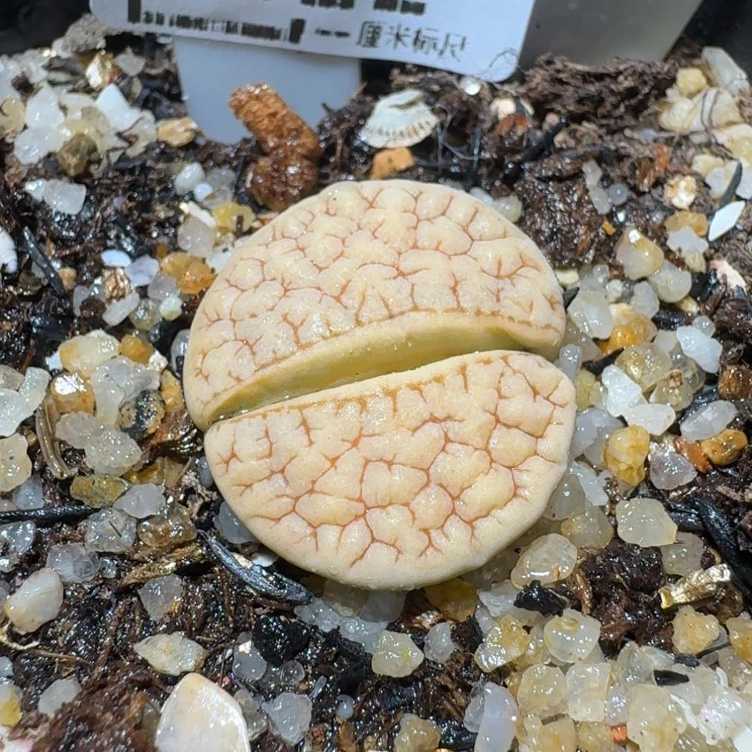 Sssss便宜清仓出了