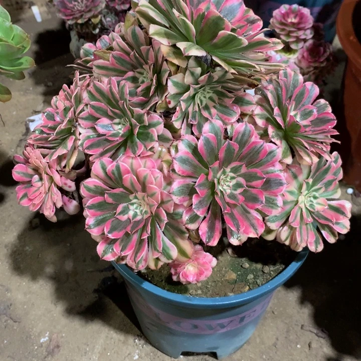 1004粉铜多肉植物特价