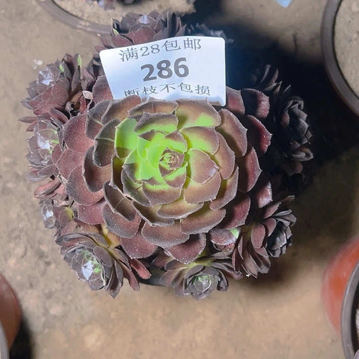 286黑寡妇多肉植物