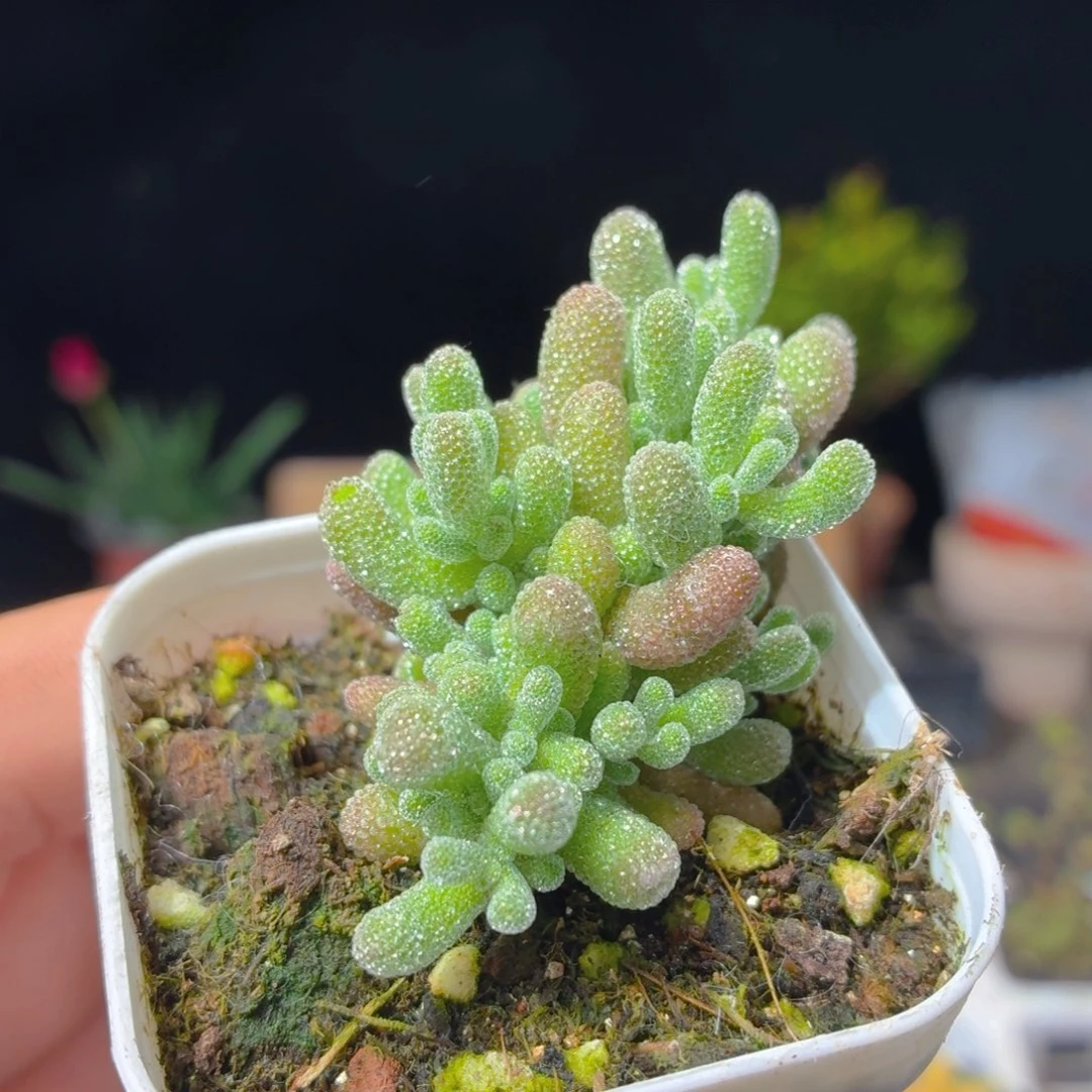 冰晶枝干多肉9.9包邮发货
