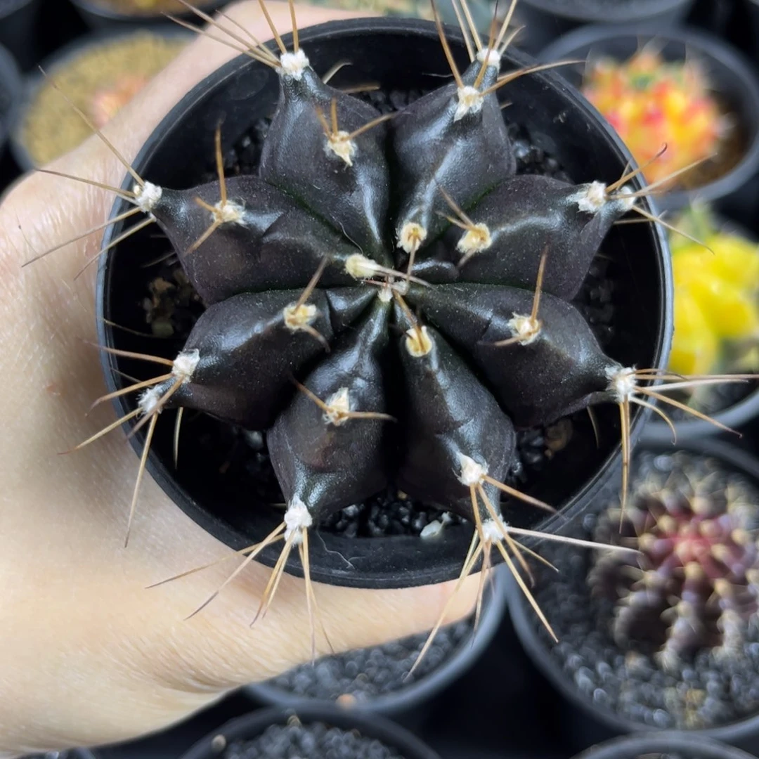 狂刺纯黑-^^^^^^——————