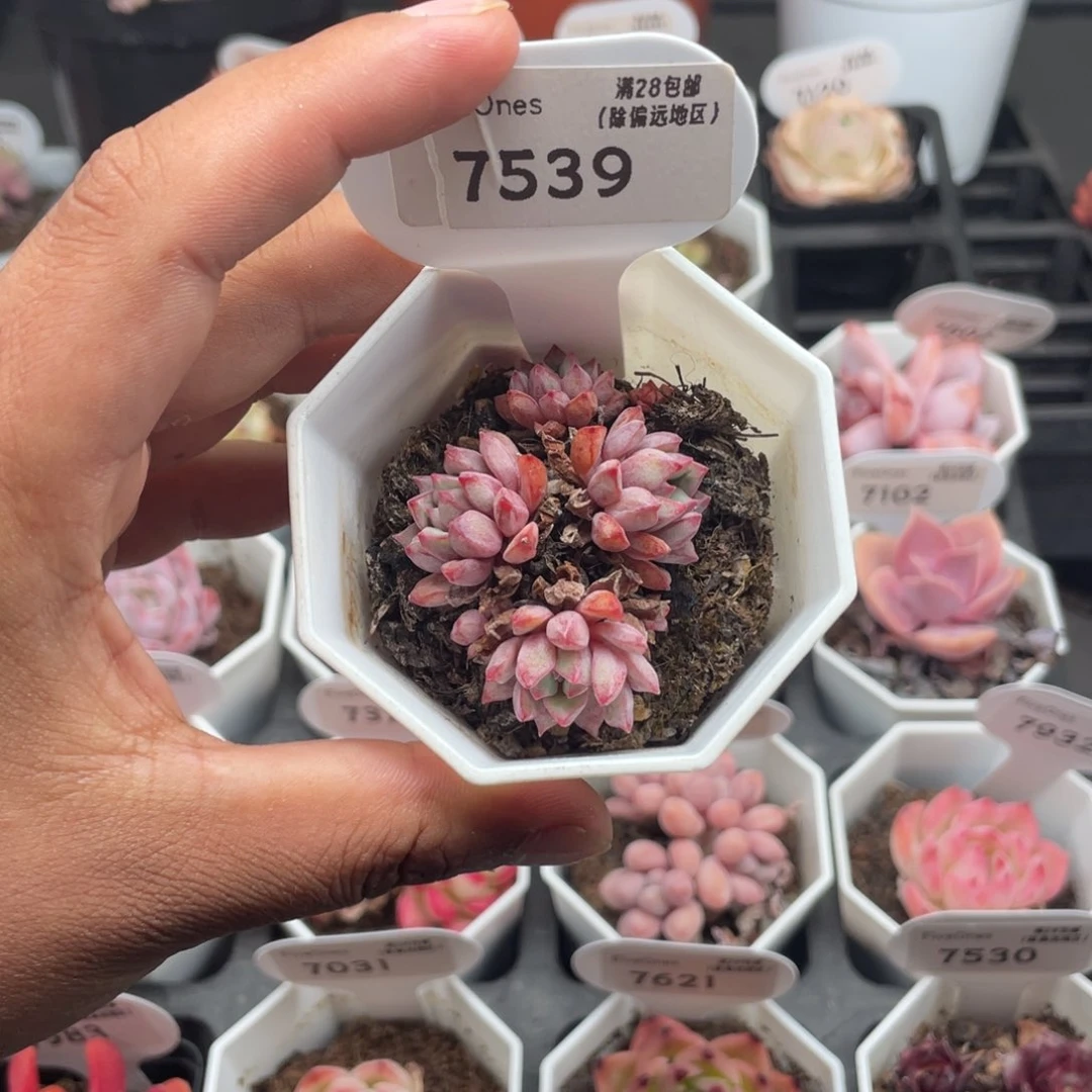 7539蓝宝石4.0厘米