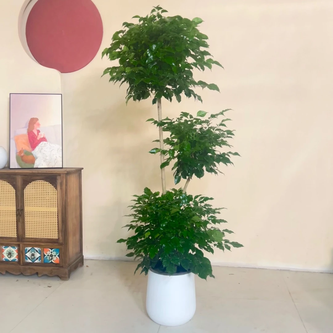三层造型老桩绿宝幸福树盆栽大型绿植净化甲醛适合客厅办公室