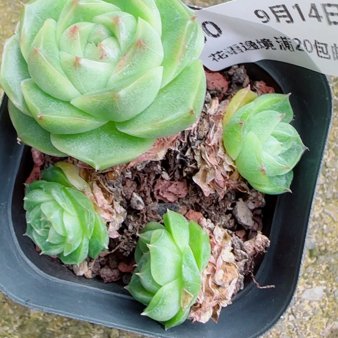 梦***宝花语逸镜0946-60散完了