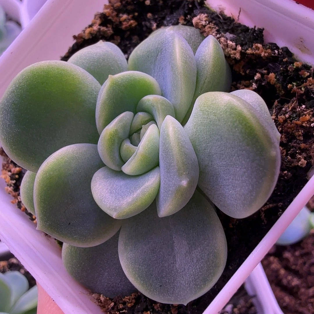 财富密码羊脂玉叶插苗一物一拍3头