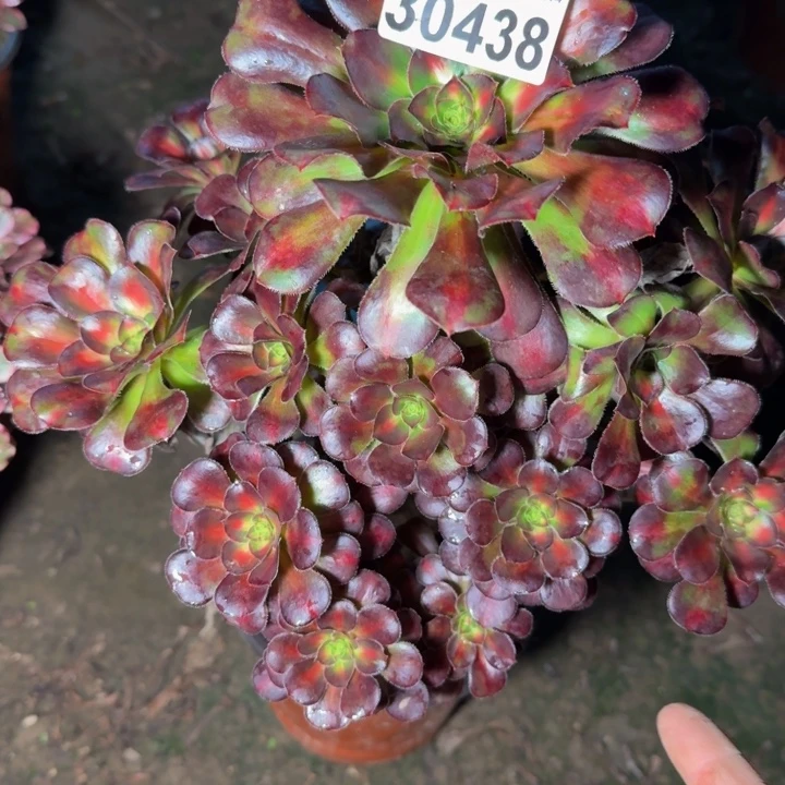 30438晚霞多肉植物