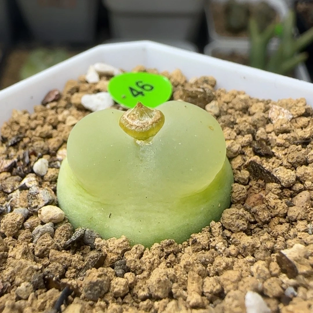 磨砂翻窗拉登2.2+多肉46
