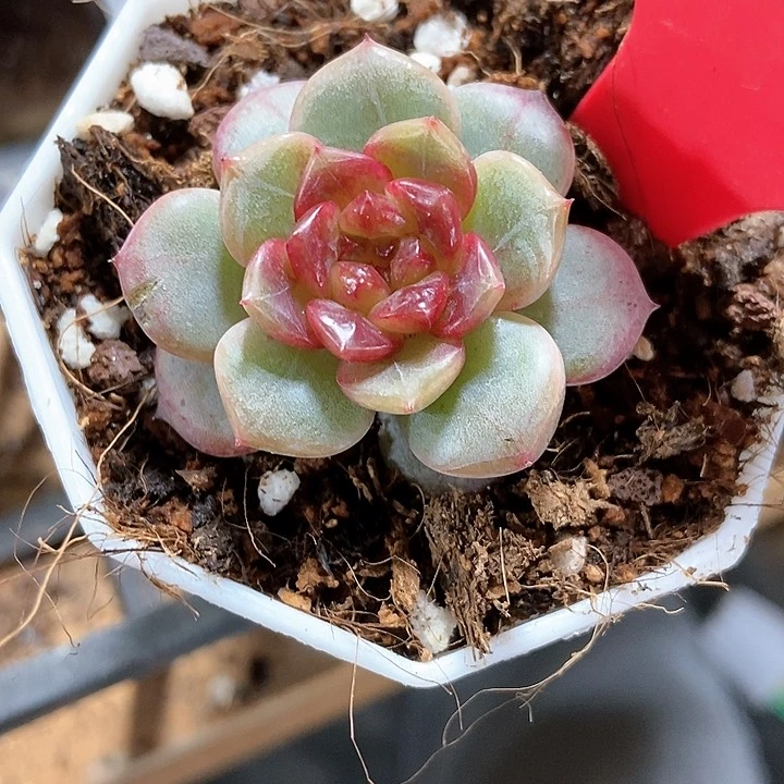生****光多肉植物2091多肉