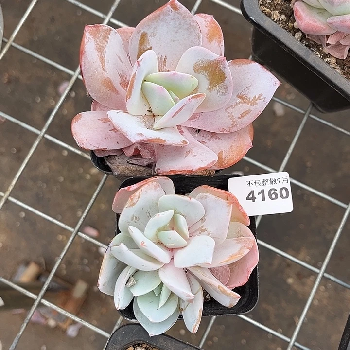 阿雅园艺。          4160两颗