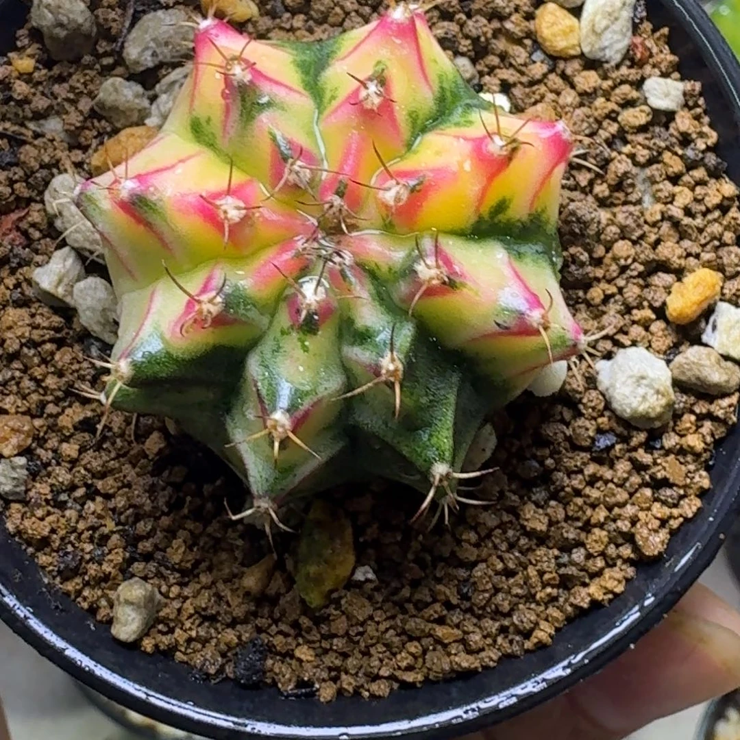 实生米哈锦福利喽