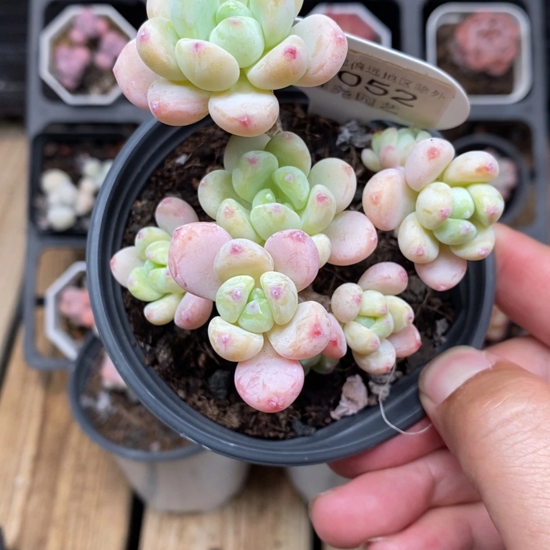 ****.0052 罗琦 群 7cm