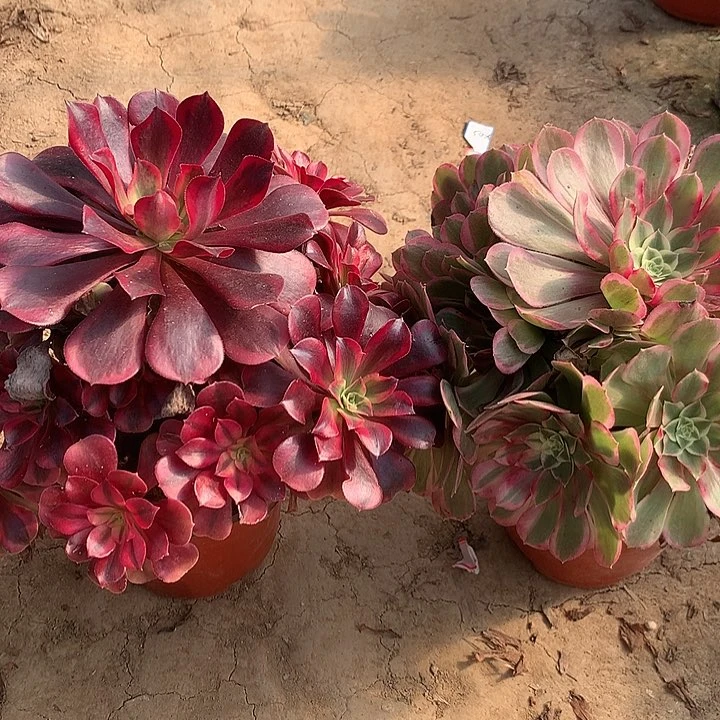 组合多肉植物多肉6