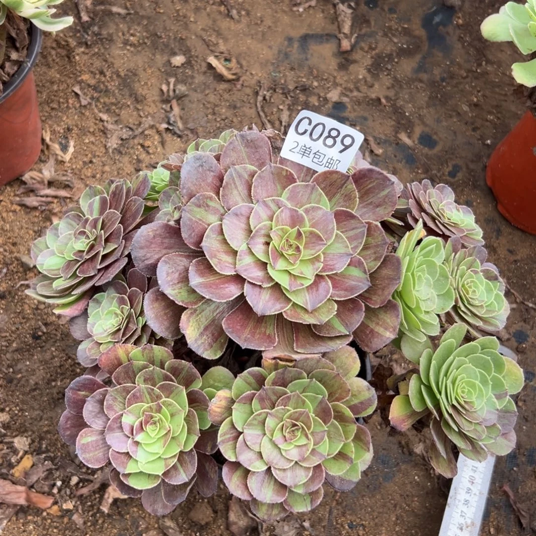 089多肉  花月夜 不包断头