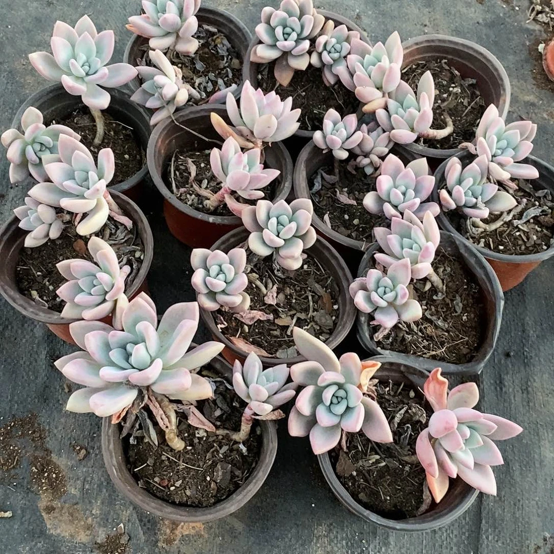 小奥普12盆多肉植物