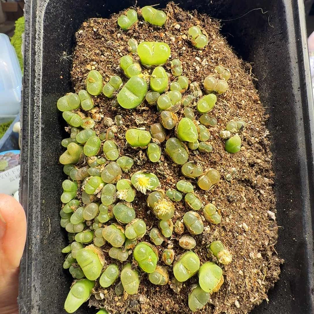 多肉植物福利冲1185