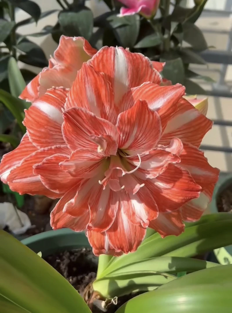 阳光少女）朱顶红种球6-8厘米