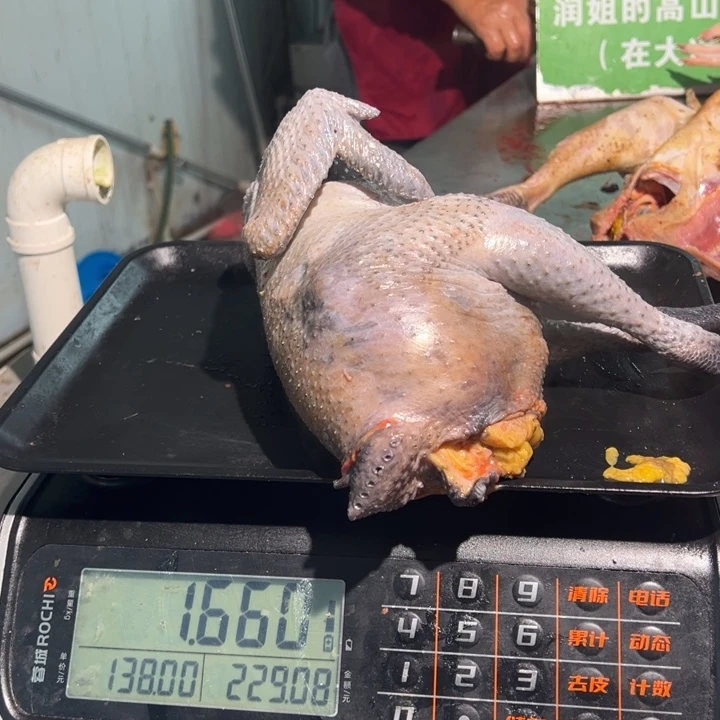 1号母鸡食用农产品中国大陆Y*