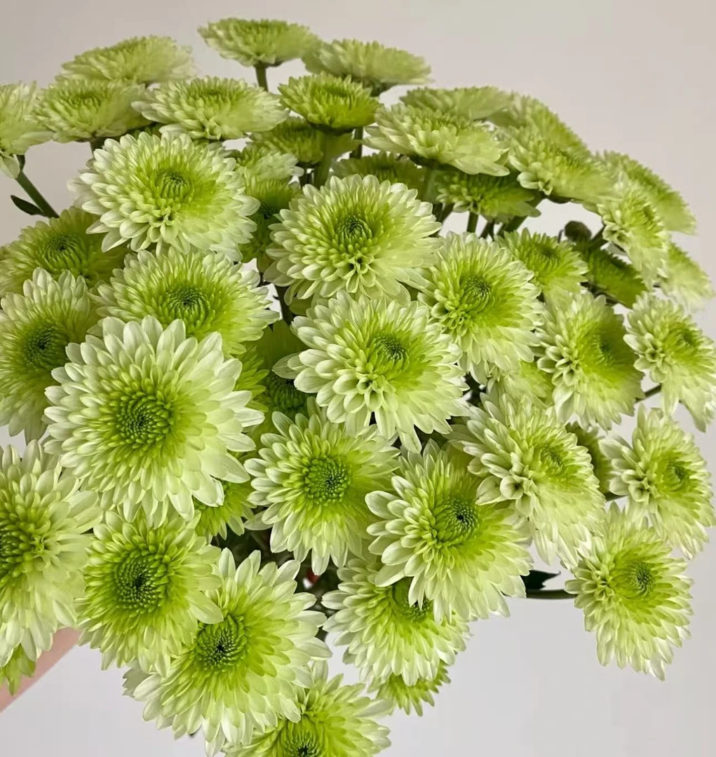 【布鲁诺绿小雏菊AK】10枝布鲁诺绿小雏菊|全场任意满两单升级快递