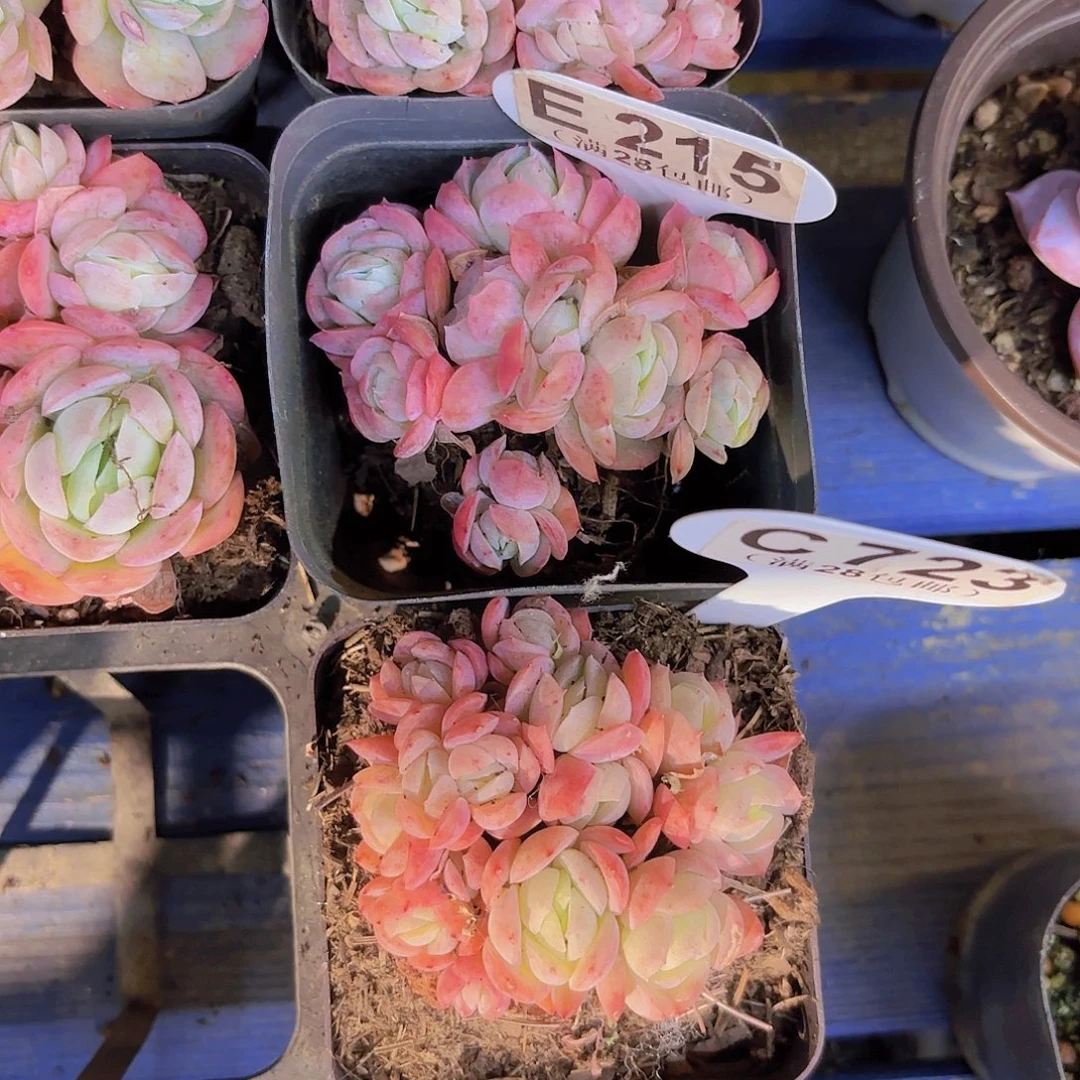 E215贝瑞一物语拍