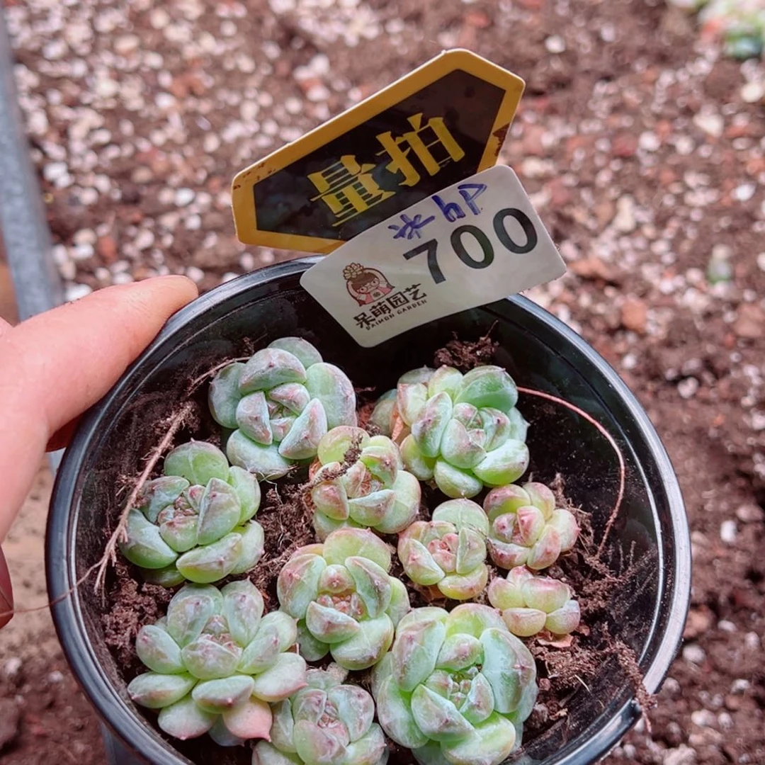 当前无花朵，栽培后可花朵