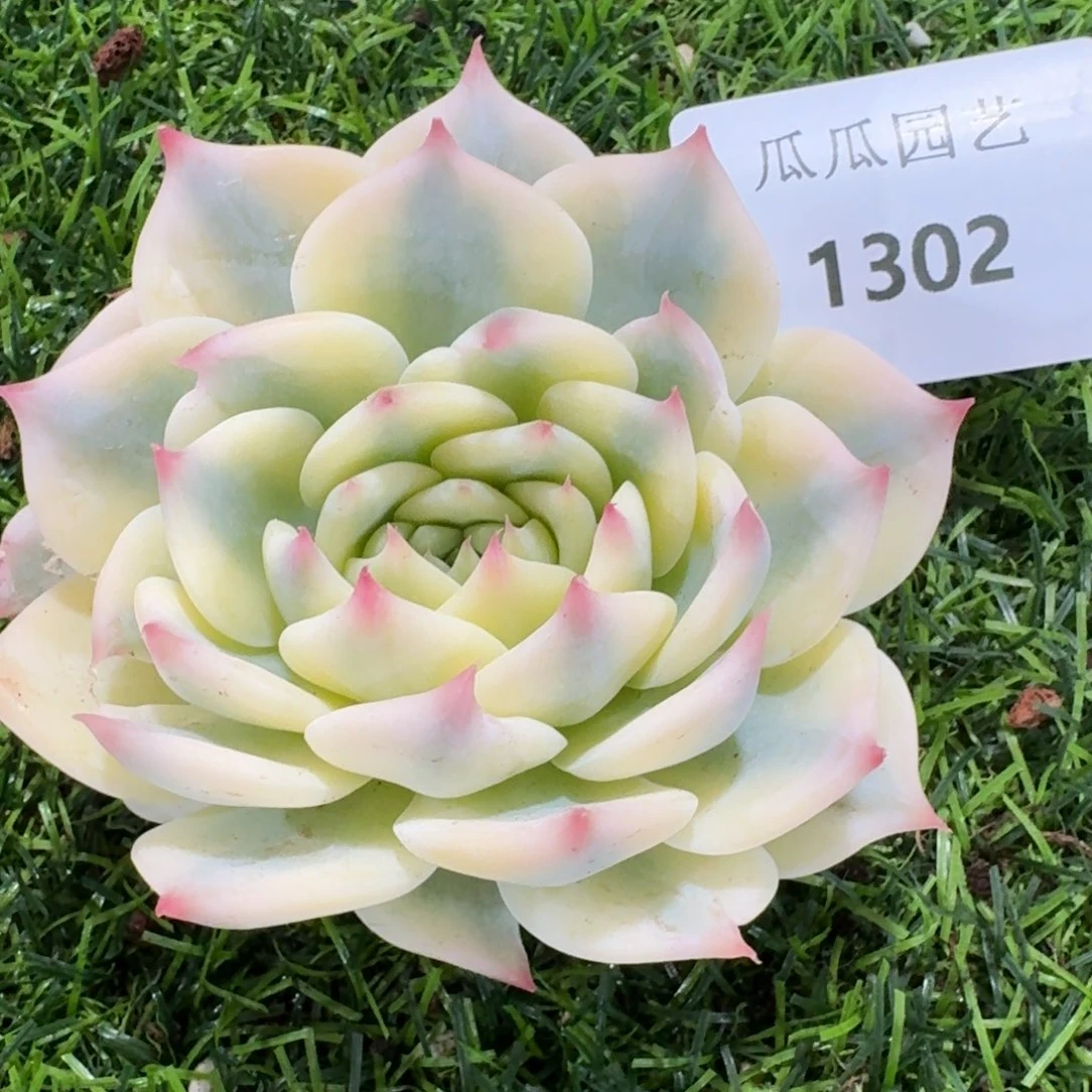 1302吉娃娃锦多肉植物