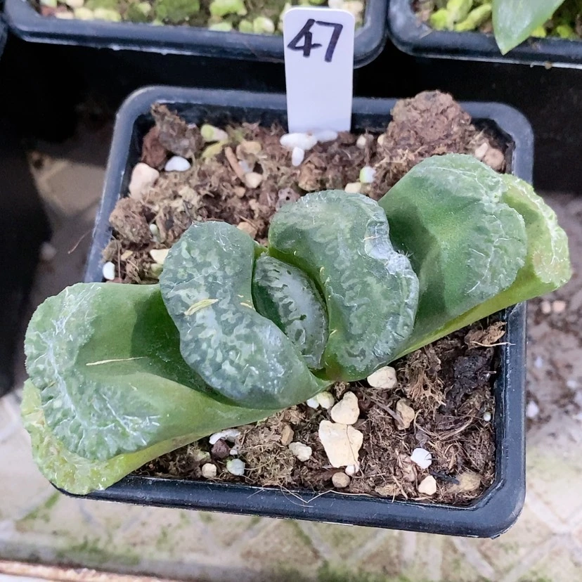 【闪购商品】47大黑玉扇