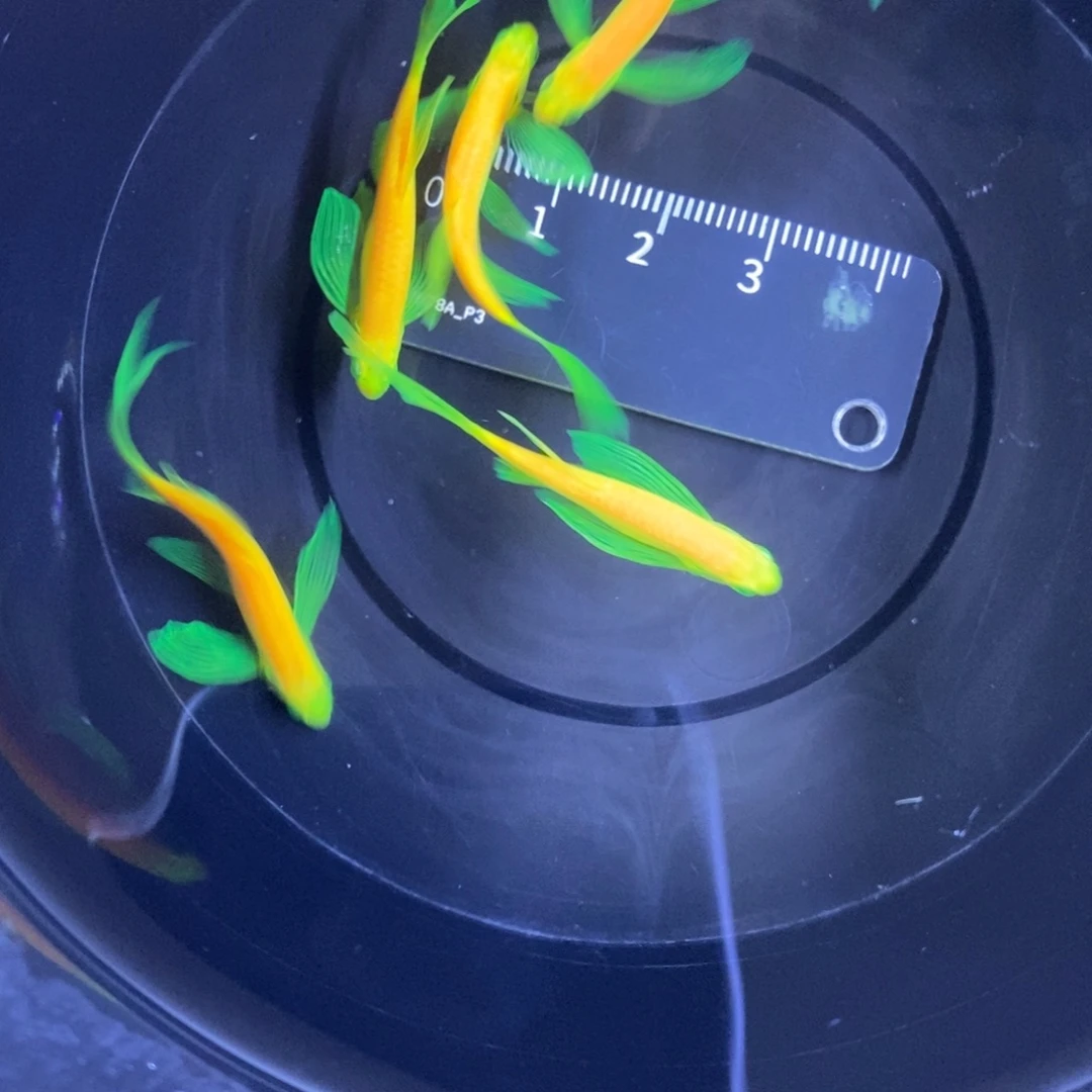 斑马鱼蝶翼斑马龙凤3.5-4厘米5条