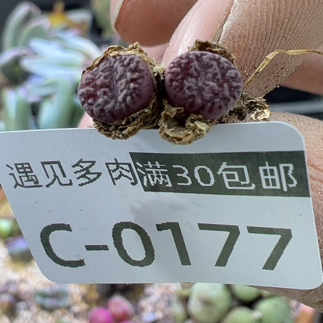 多肉植物1111111111111111