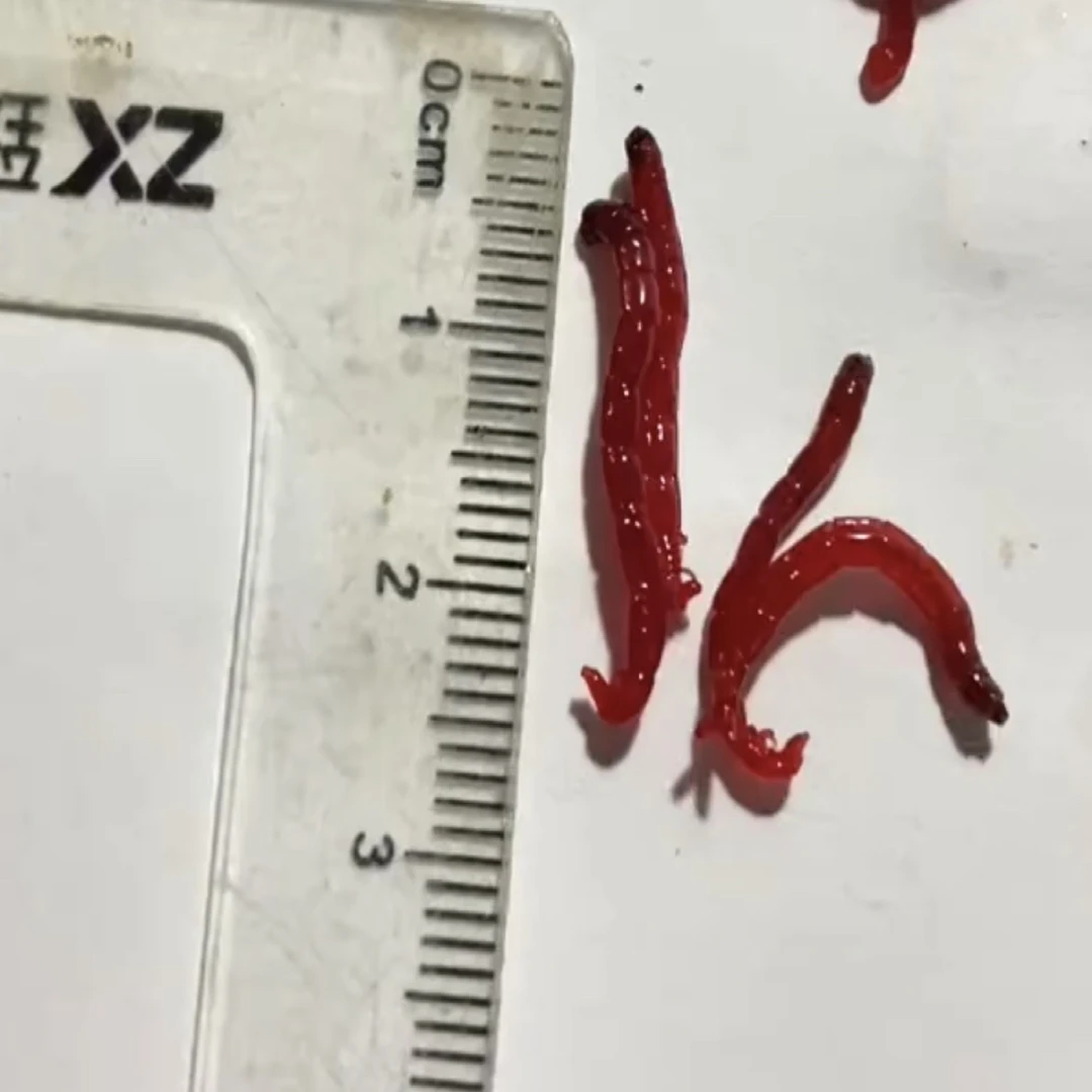 1阿腾挂钩红虫钓鱼野钓活体活饵钓鲫鱼营养鱼饵鲜活红虫垂钓饵料