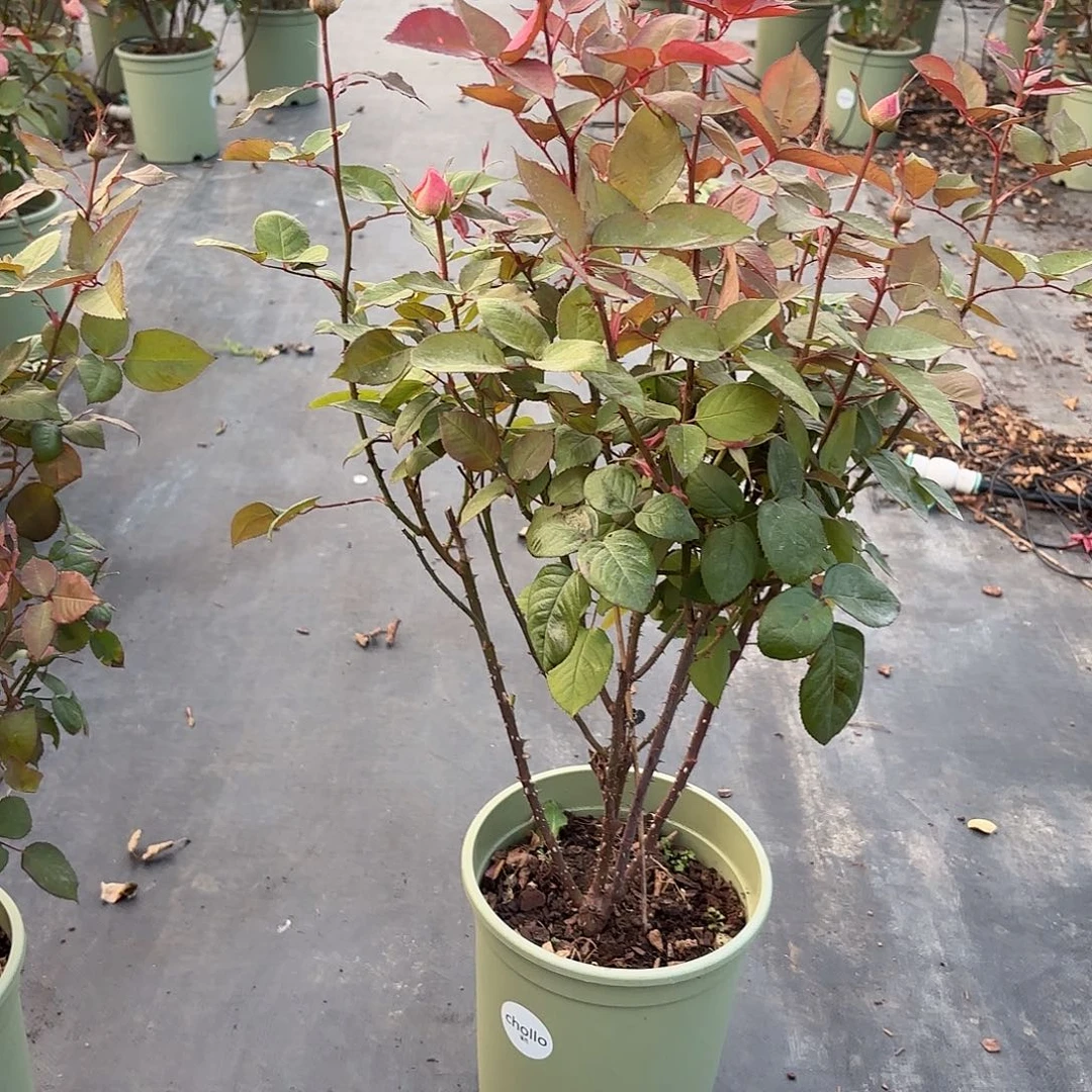 晴***枫蒙娜丽莎3加仑根接