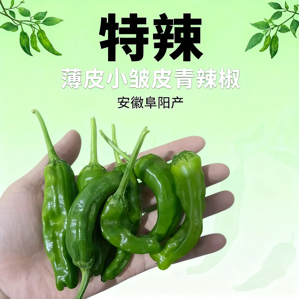 特辣辣椒新鲜青辣椒薄皮小皱皮子3-6厘米小果妞子新鲜辣椒现摘