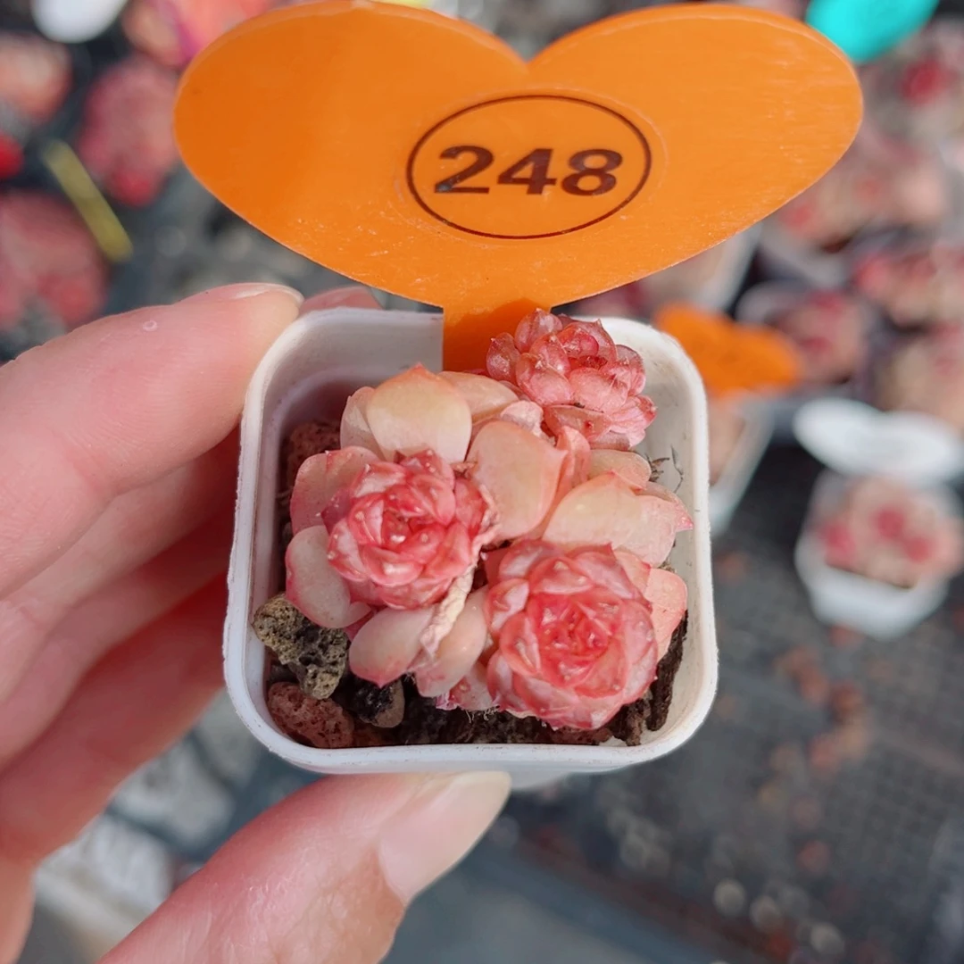 248号小老桩琉璃群