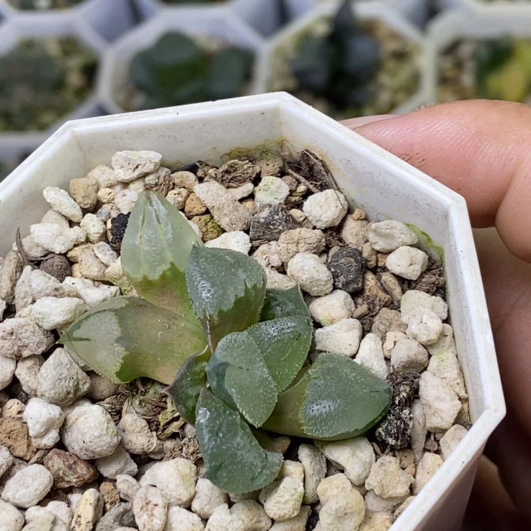 冰玉鸾底座苗带底座