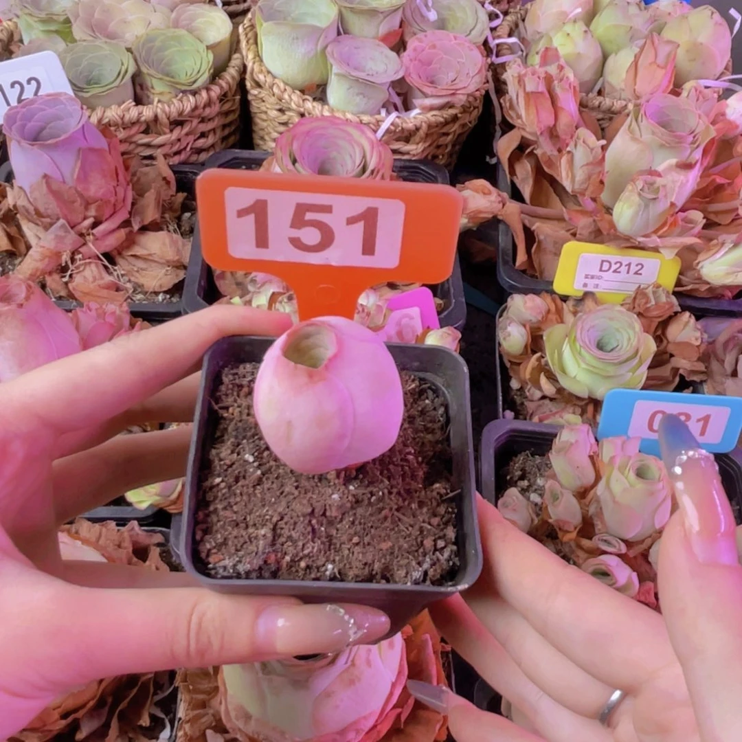 单品一物一拍151号
