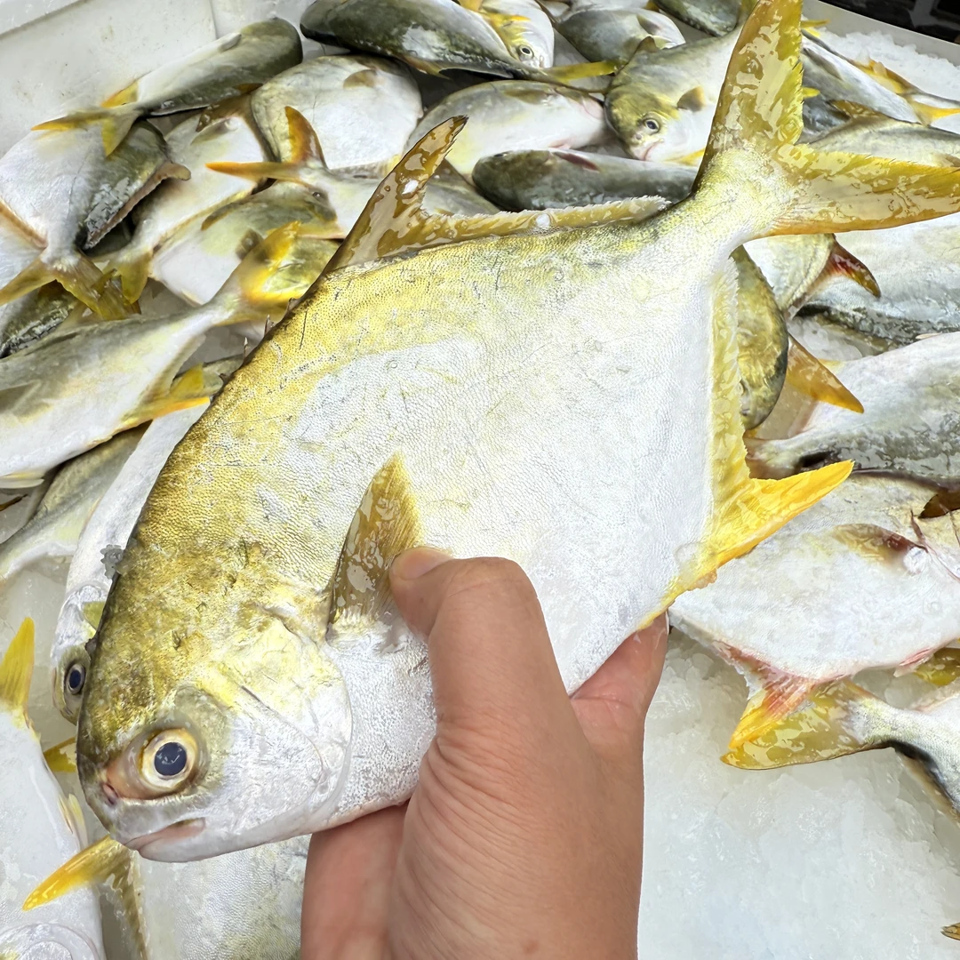 (马鲛仔海产)深海金鲳鱼 6条 300-350克/条速冻顺丰包邮博贺港