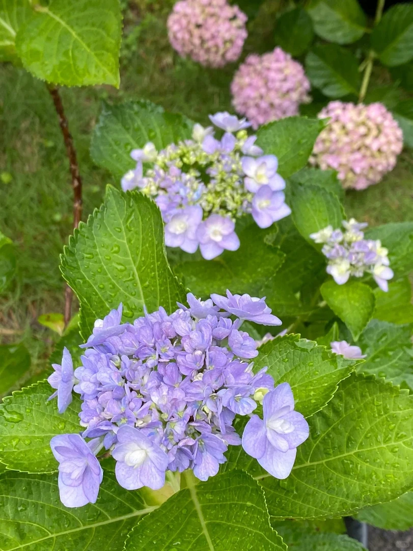 【你我的浪漫】绣球带花苞发货耐热耐寒易养护适合阳台庭院种植