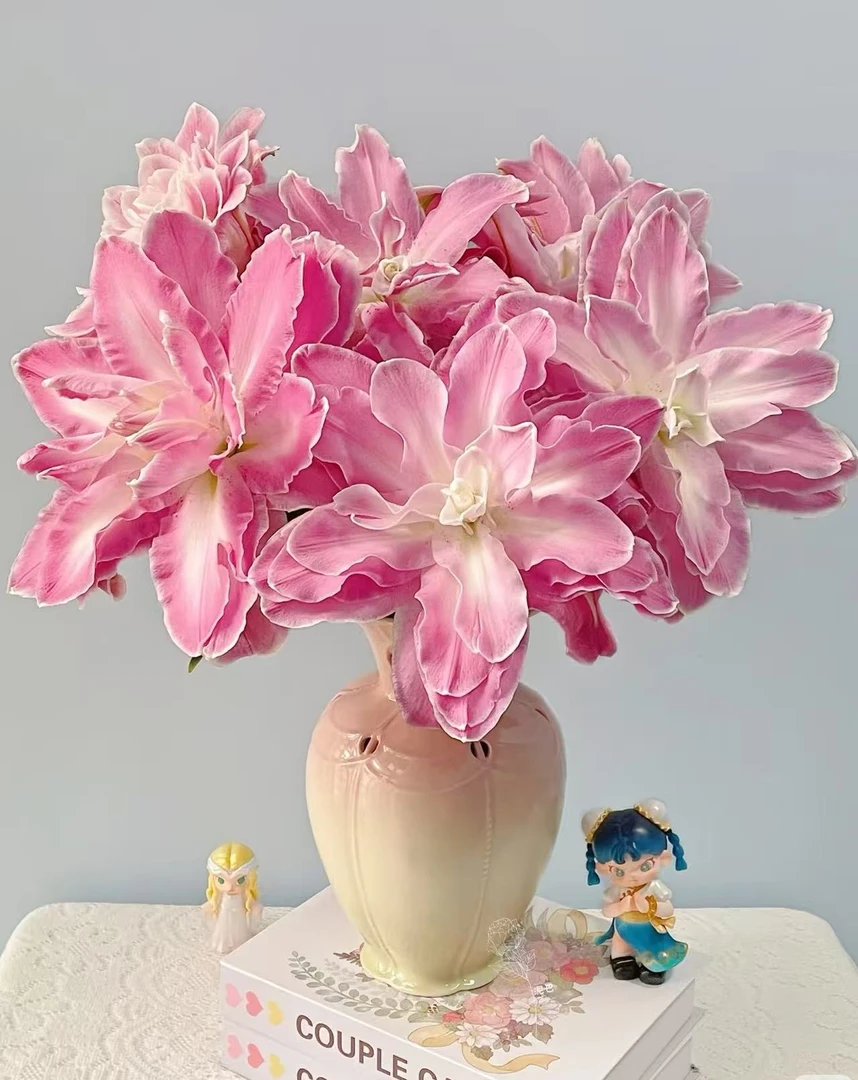 【买百合选林冲丨莲花仙子/惊奇】重瓣香水百合粉嫩甜香花型大 易开