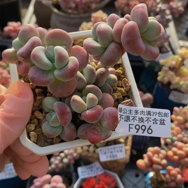 腰子红洛神8cm996多肉植物