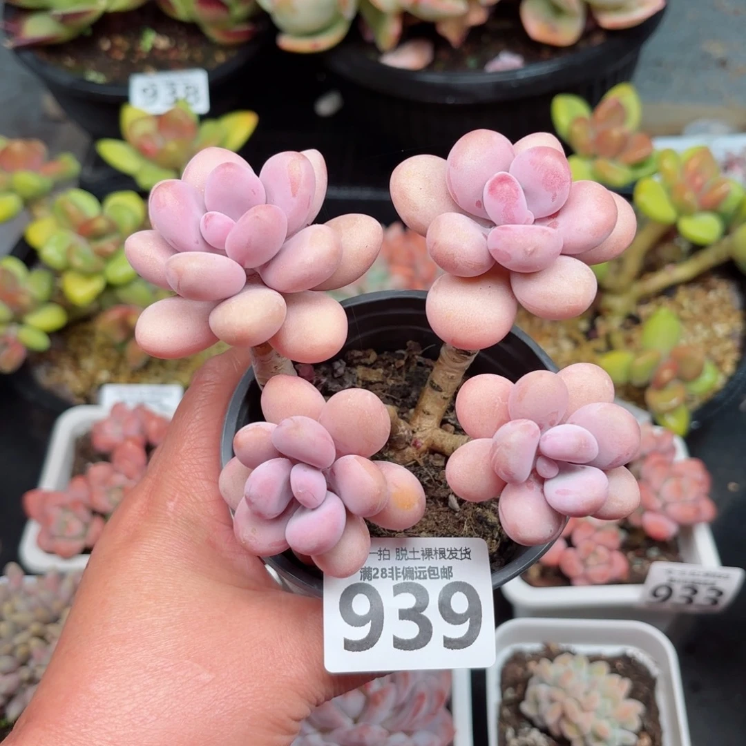 桃蛋4头无盆土发货