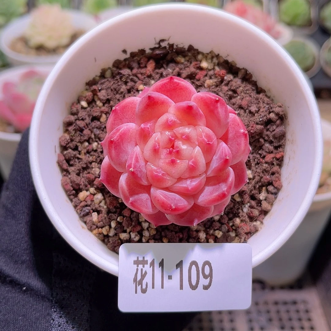 花利美11-109秘境冰魄