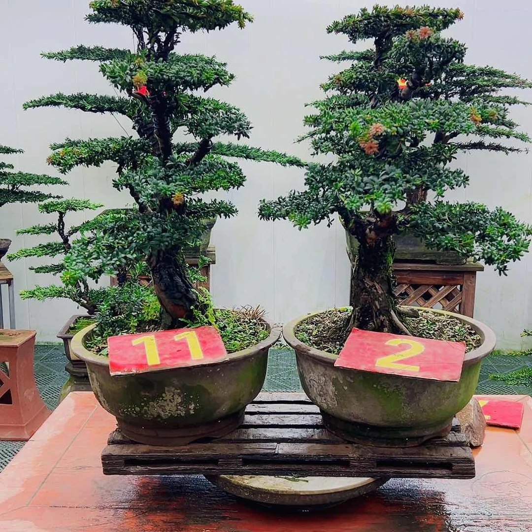 不开花植物罗汉松