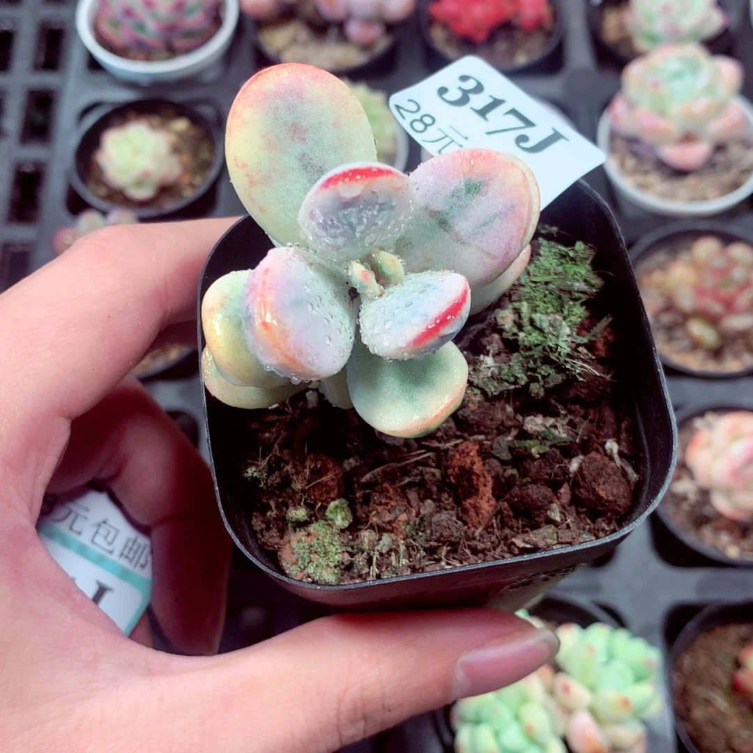 5厘米盆精控多肉317