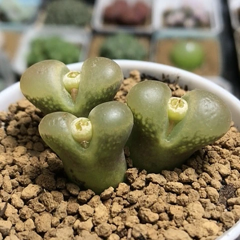 多肉肉锥 大窗黄风铃