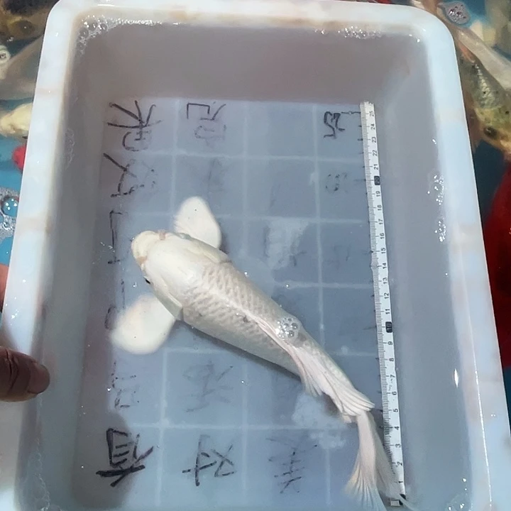 蝴蝶鲤渔场直发68