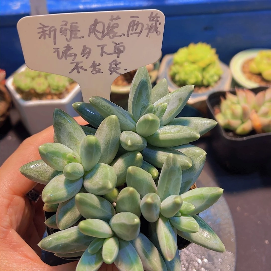 凤羽美人，多肉植物，